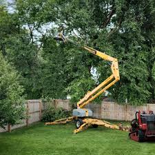 Best Root Management and Removal  in Monahans, TX