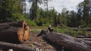 Reliable Monahans, TX Tree Services Solutions