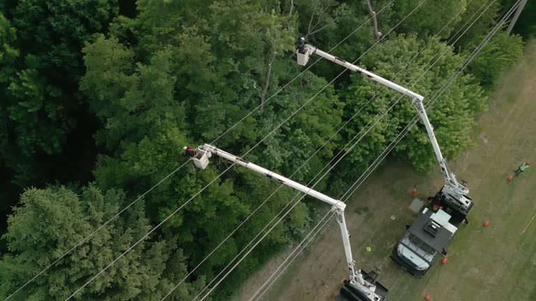 How Our Tree Care Process Works  in  Monahans, TX