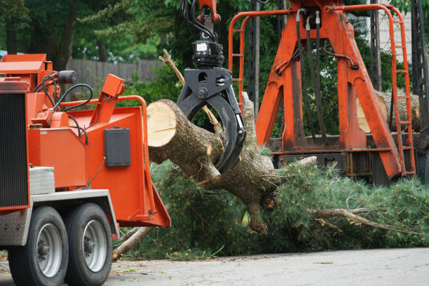 Best Tree Maintenance Programs  in Monahans, TX