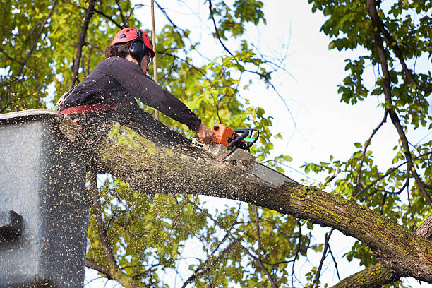 Best Aeration Services  in Monahans, TX