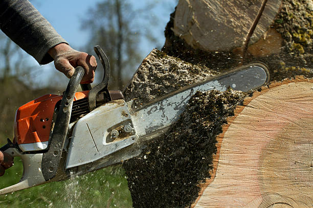 Best Tree Removal  in Monahans, TX
